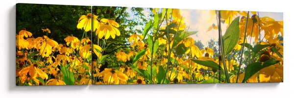 Obraz żółtych kwiatów (170x50 cm)