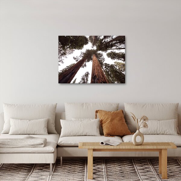 Obraz - Widok przez korony drzew (70x50 cm)