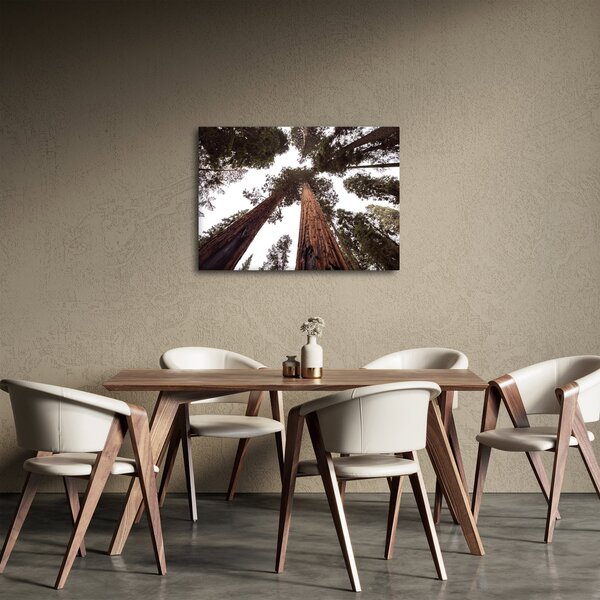 Obraz - Widok przez korony drzew (70x50 cm)