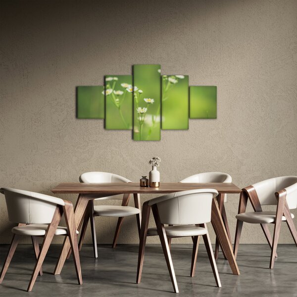 Obraz stokrotek (125x70 cm)