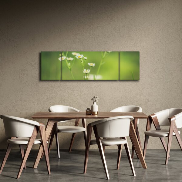 Obraz stokrotek (170x50 cm)