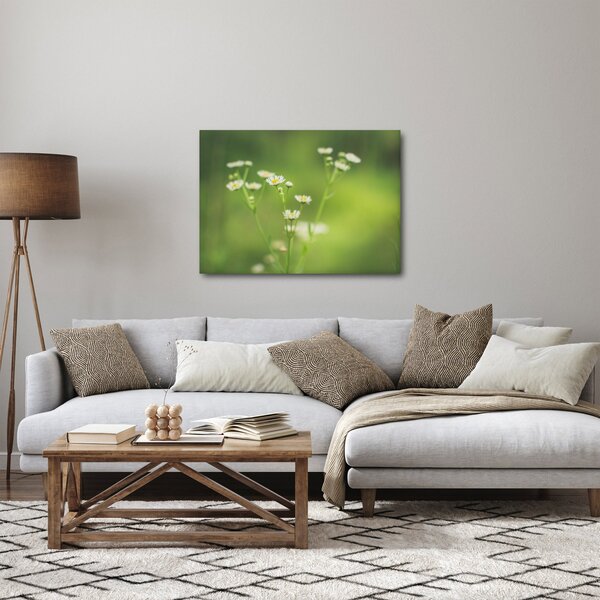 Obraz stokrotek (70x50 cm)