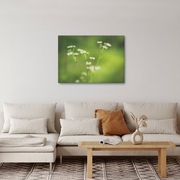 Obraz stokrotek (70x50 cm)