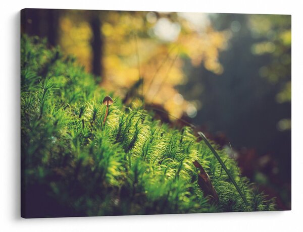 Obraz mchu z grzybem (70x50 cm)