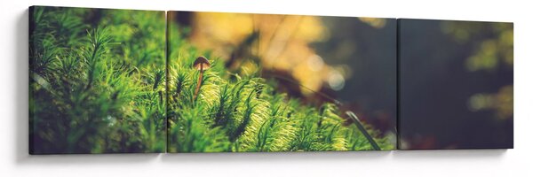 Obraz mchu z grzybem (170x50 cm)
