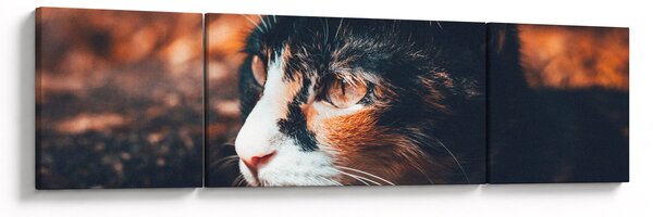 Obraz - Spojrzenie kota (170x50 cm)
