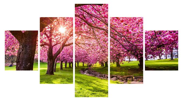 Obraz kwitnących czereśni, Hurd Park, Dover, New Jersey (125x70 cm)
