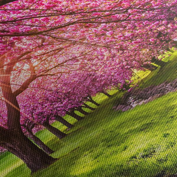 Obraz kwitnących czereśni, Hurd Park, Dover, New Jersey (170x50 cm)