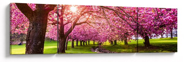 Obraz kwitnących czereśni, Hurd Park, Dover, New Jersey (170x50 cm)
