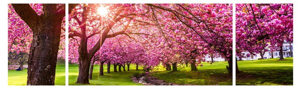 Obraz kwitnących czereśni, Hurd Park, Dover, New Jersey (170x50 cm)