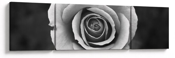 Obraz róży (170x50 cm)
