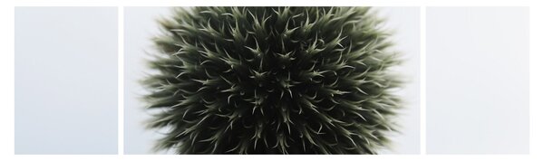 Obraz kuli kwiatowej (170x50 cm)