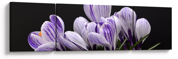 Obraz - Fioletowe krokusy (170x50 cm)