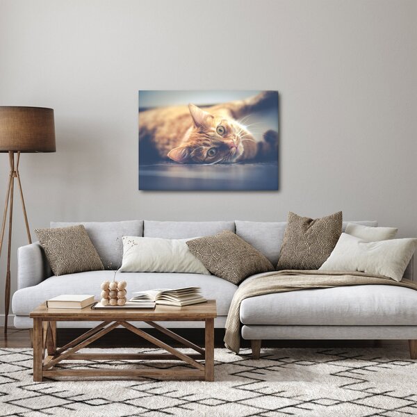 Obraz kota na podłodze (70x50 cm)