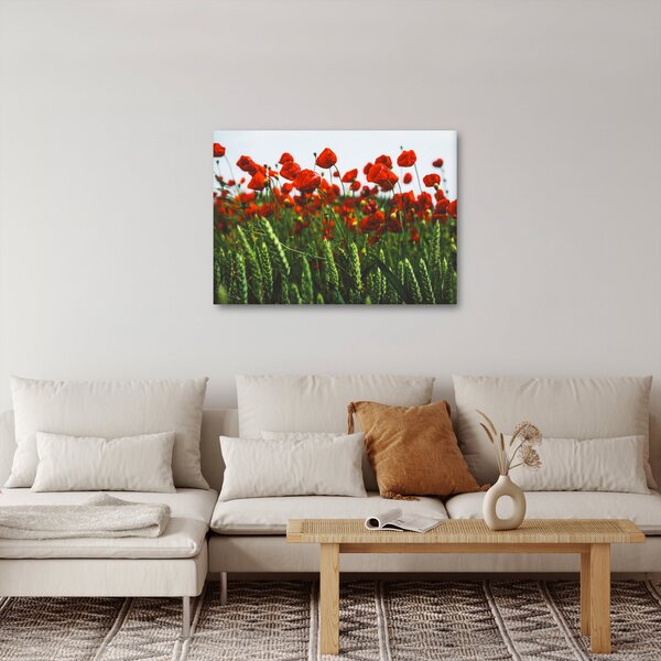 Obraz maków na wietrze (70x50 cm)