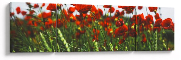 Obraz maków na wietrze (170x50 cm)