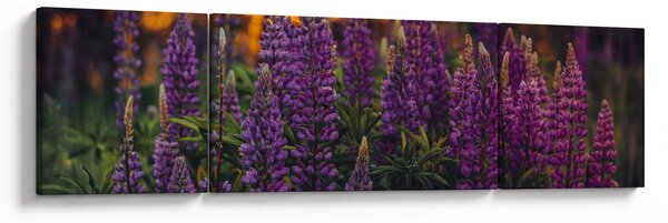 Obraz kwiatów łubinu (170x50 cm)