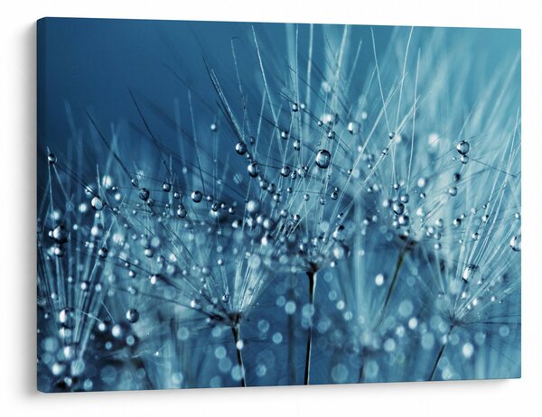 Obraz - Krople rosy (70x50 cm)