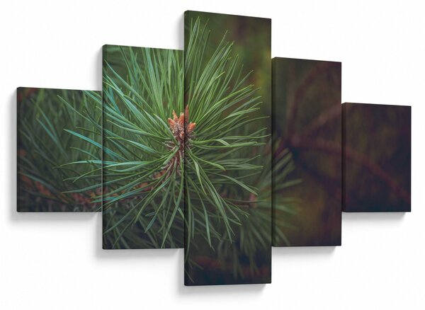 Obraz - Detal sosny (125x70 cm)