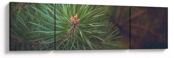 Obraz - Detal sosny (170x50 cm)