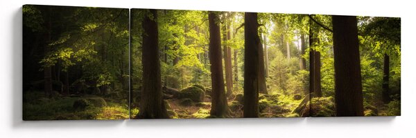 Obraz sennego lasu (170x50 cm)