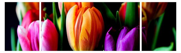 Obraz tulipanów na czarnym tle (170x50 cm)