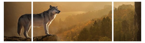 Obraz wilka na skale (170x50 cm)
