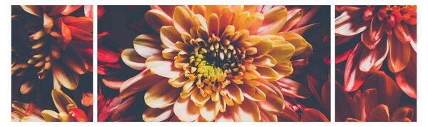 Obraz - Chryzantemy (170x50 cm)