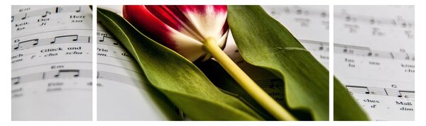 Obraz czerwonego tulipana (170x50 cm)