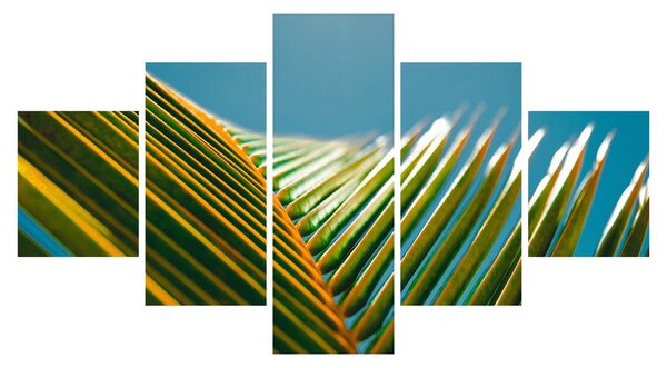 Obraz - Detal liścia palmowego (125x70 cm)