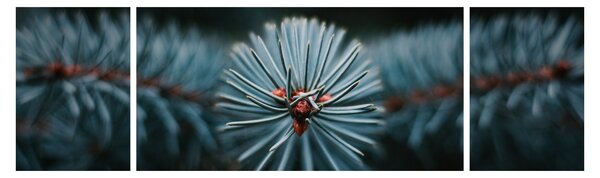 Obraz gałązki drzewa iglastego (170x50 cm)