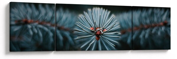 Obraz gałązki drzewa iglastego (170x50 cm)