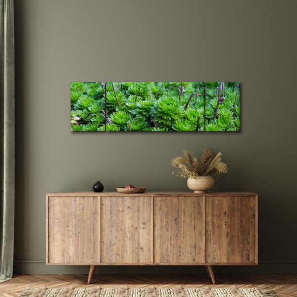 Obraz sukulentów (170x50 cm)