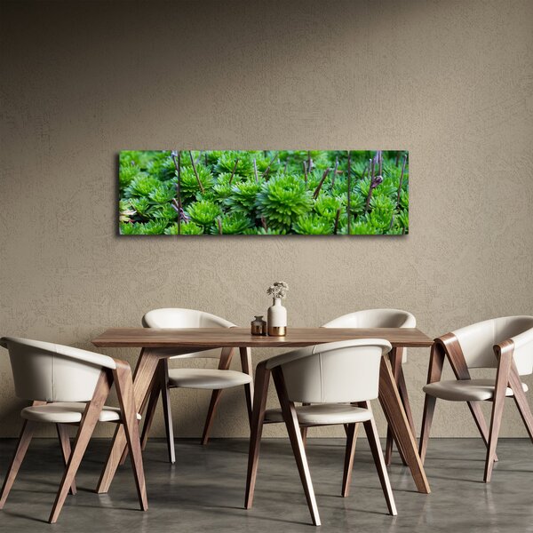 Obraz sukulentów (170x50 cm)