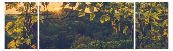 Obraz - Winnica (170x50 cm)