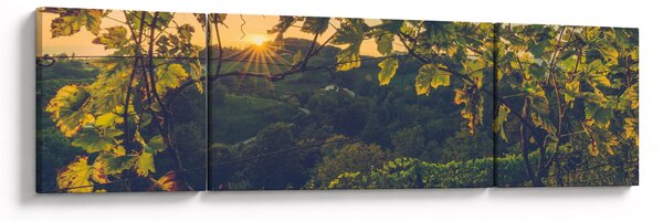 Obraz - Winnica (170x50 cm)