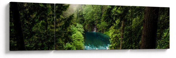 Obraz - Przestrzeń między drzewami (170x50 cm)