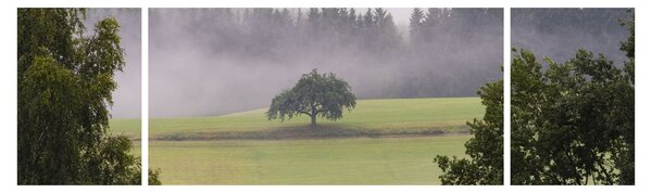 Obraz łąki z drzewem (170x50 cm)