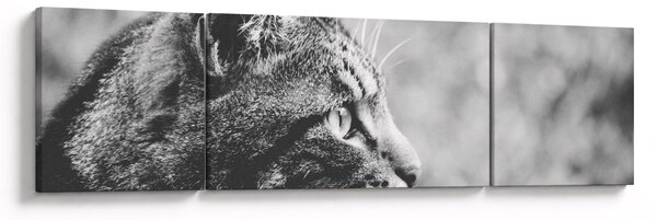 Obraz - Kot (170x50 cm)