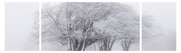 Obraz - Biała zima (170x50 cm)