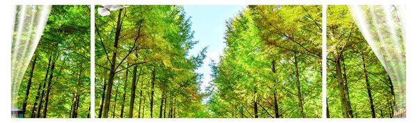Obraz - Widok na las (170x50 cm)
