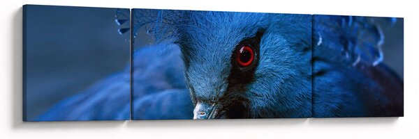 Obraz - Koronowany gołąb (170x50 cm)