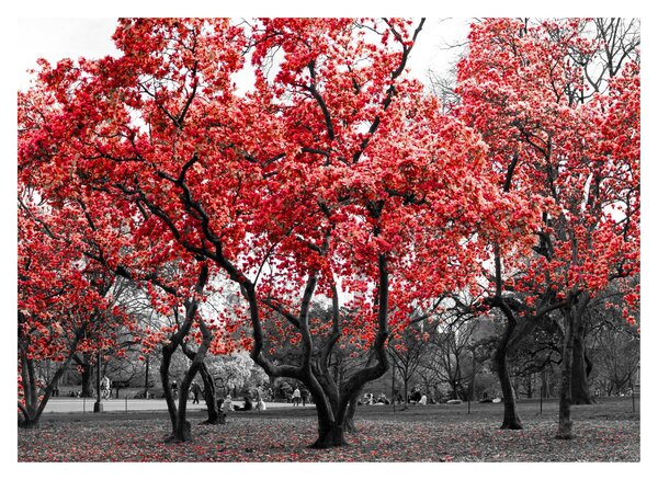 Obraz - Czerwone drzewa, Central Park, New York (70x50 cm)