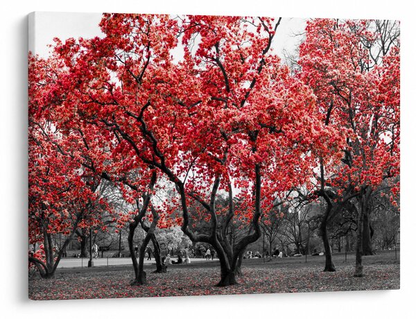 Obraz - Czerwone drzewa, Central Park, New York (70x50 cm)