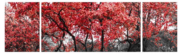 Obraz - Czerwone drzewa, Central Park, New York (170x50 cm)