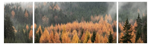 Obraz - Jesienny las (170x50 cm)