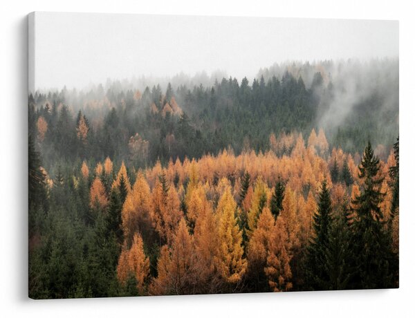 Obraz - Jesienny las (70x50 cm)