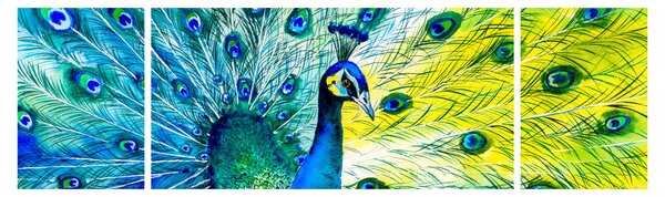 Obraz pawia (170x50 cm)