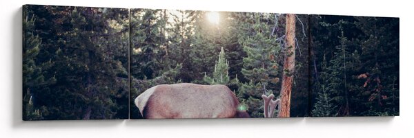 Obraz - Łoś na polanie (170x50 cm)