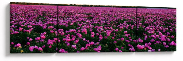 Obraz - Łąka fioletowych tulipanów (170x50 cm)